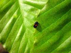 Cryptocephalus quadruplex