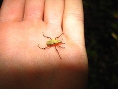 Macrodactylus subspinosus