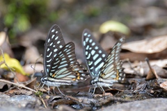 Graphium leechi