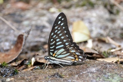Graphium leechi