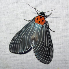 Neochera marmorea