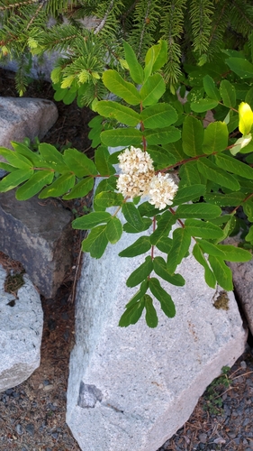 western mountain ash (Sorbus sitchensis)