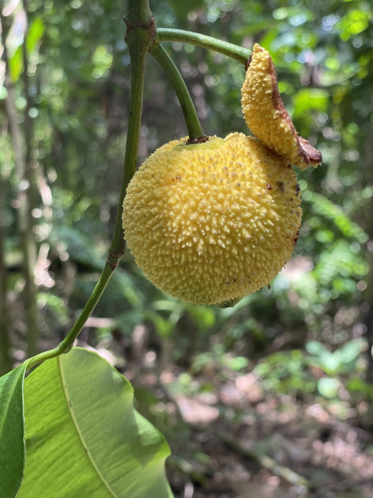 Imagem de Chachairu