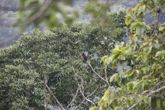 Psittrichas fulgidus