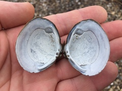 Corbicula fluminea