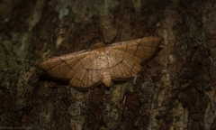 Hypolamprus ypsilon