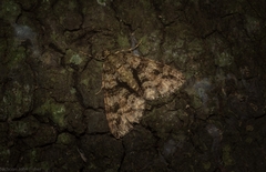 Polyclysta hypogrammata