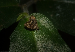 Choreutis metallica