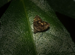 Choreutis metallica