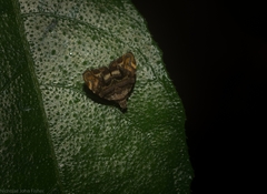 Choreutis metallica