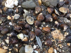 Corbicula fluminea