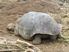 Chelonoidis niger donfaustoi