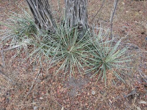Agave ornithobroma