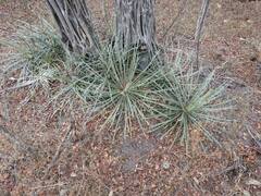 Agave ornithobroma