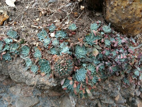 Graptopetalum sinaloensis