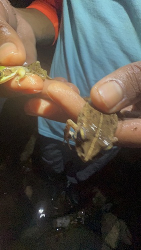 Robber frog, Craugastor sabrinus
