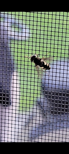 Dusky Bog Fly photo 4