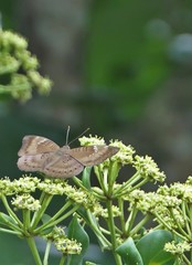 Euthalia aconthea gurda