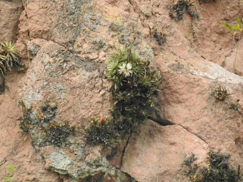 Agave microceps