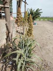 Sorghum bicolor bicolor