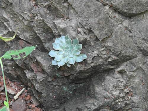 Graptopetalum sinaloensis