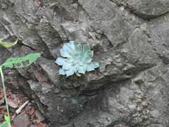 Graptopetalum sinaloensis