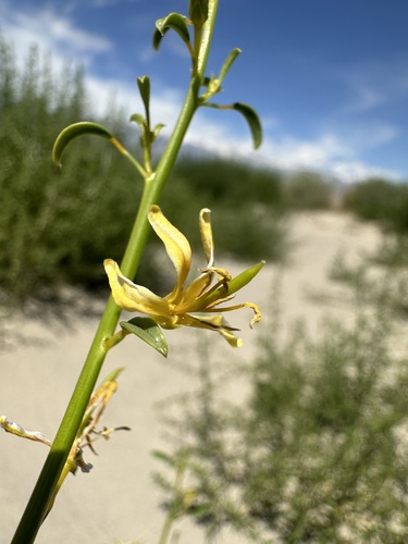 Image of Carsonia sparsifolia by (c) Matt Berger, some rights reserved (CC BY)