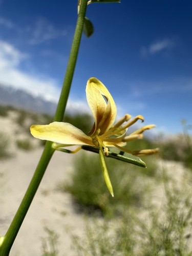 Image of Carsonia sparsifolia by (c) Matt Berger, some rights reserved (CC BY)