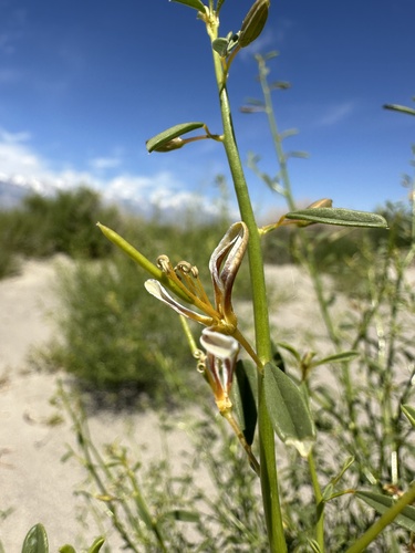 Image of Carsonia sparsifolia by (c) Matt Berger, some rights reserved (CC BY)