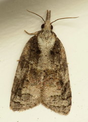 Platynota exasperatana