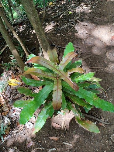 Macadamia integrifolia