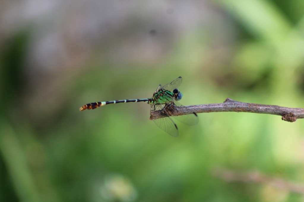 One-striped Ringtail