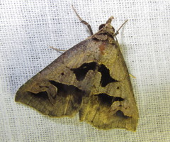 Tephriopis divulsa