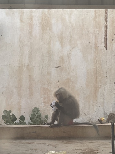 Hamadryas Baboon