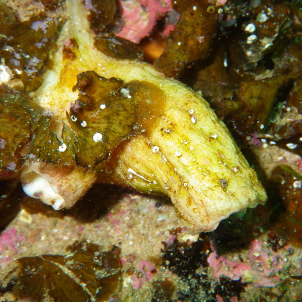 Cnemidocarpa radicosa