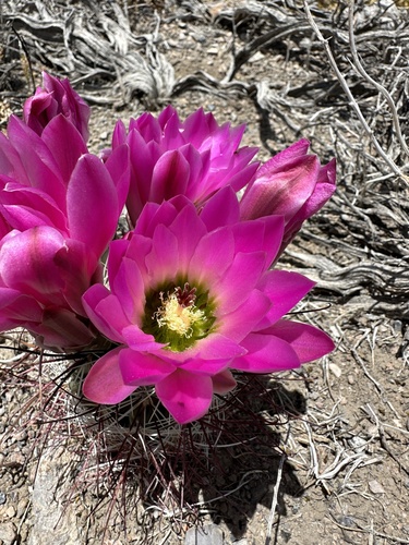 Sclerocactus polyancistrus