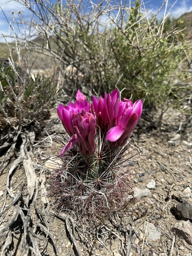 Sclerocactus polyancistrus