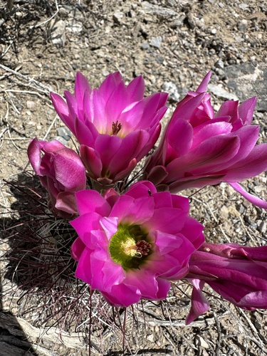 Sclerocactus polyancistrus
