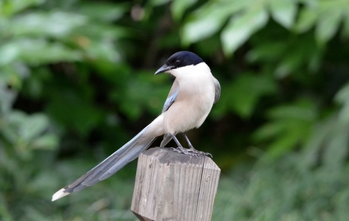 Azure-winged Magpie