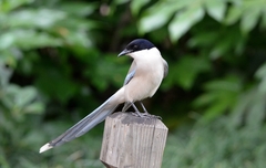 Azure-Winged Magpie photo 3