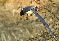 Red-Billed Blue Magpie photo 5