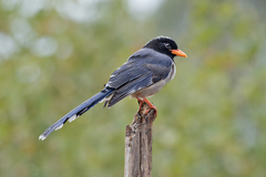 Red-Billed Blue Magpie photo 4