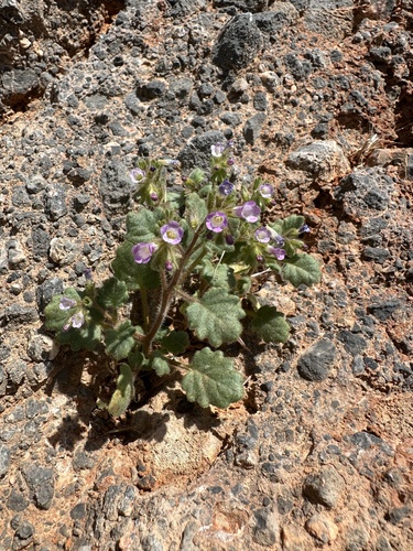 Image of Phacelia mustelina by (c) Matt Berger, some rights reserved (CC BY)
