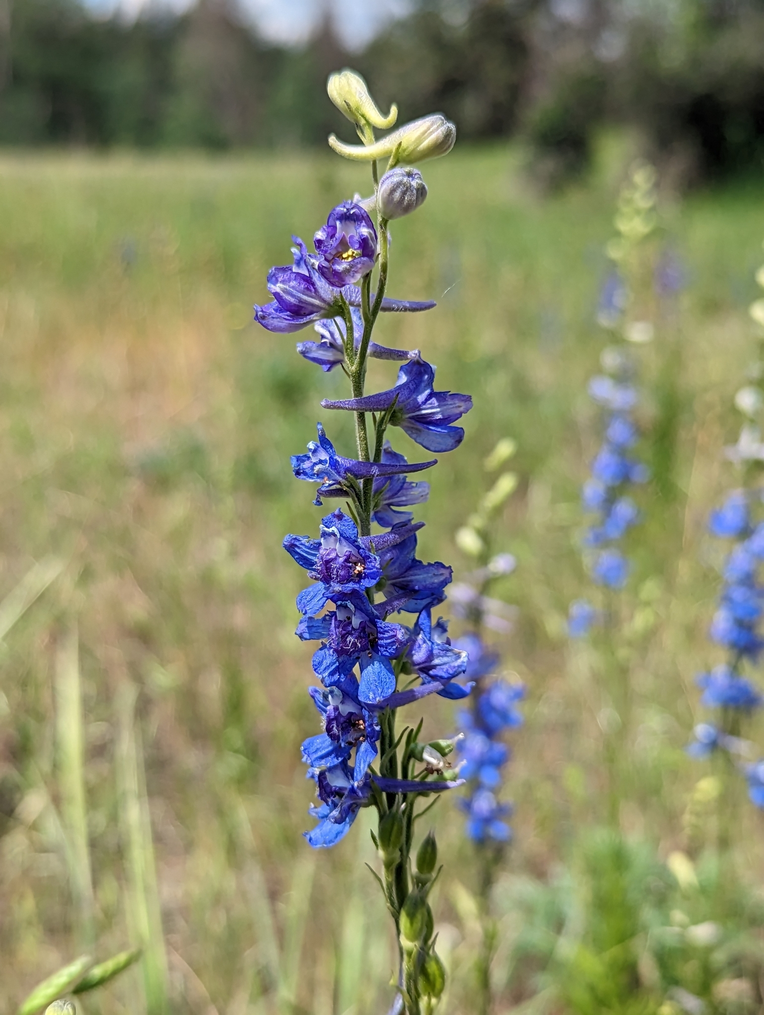 Delphinium distichum