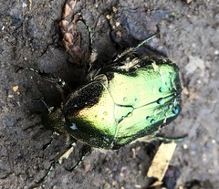 Cetonia aurataeformis