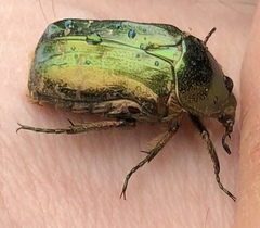 Cetonia aurataeformis
