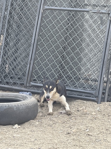 Domestic Dog