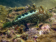 Epinephelus bilobatus