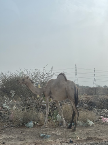 Dromedary Camel