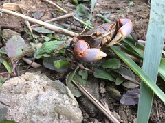Chasmagnathus convexus